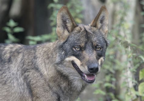 Iberian Wolf Zoochat