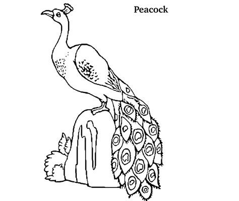 See more ideas about peacock, peacock art, peacock drawing. Colour Drawing Free Wallpaper: Peacock Coloring Drawing ...