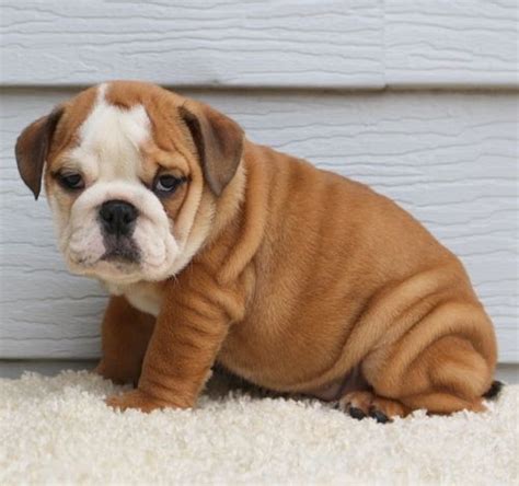 Miniature English Bulldog Puppies For Sale Louisville Ky 223094