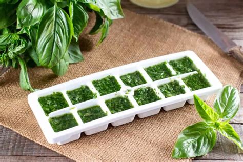 How To Freeze Basil In Ice Cube Trays Homestead Crowd