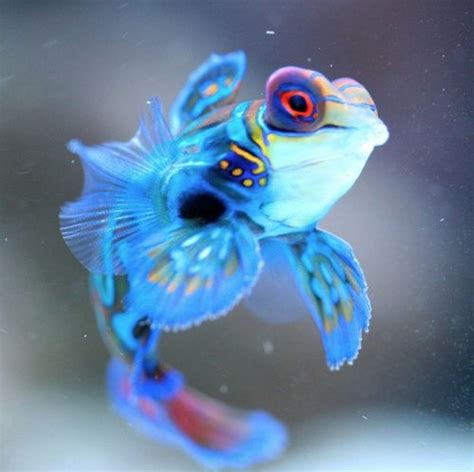 Beautiful Periwinkle Mandarinfish Beautiful Sea Creatures Mandarin