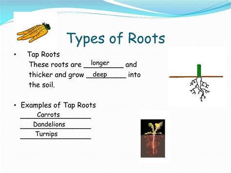 Ppt Types Of Roots Powerpoint Presentation Free Download Id2108420
