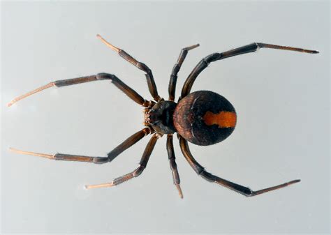 Redback Spider Au