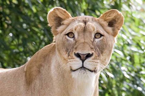 Lion Populations Declining Rapidly In Africa New Study Infocongo