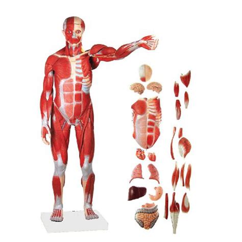 Buy Anatomical Human Muscular Figure Model 27 Part 12 Life Size Human Whole Body Muscular