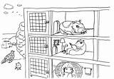 Colouring Guinea Pigs Politoons Introducing Range Books A4 sketch template