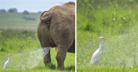 39 Photos From The Comedy Wildlife 2019 Competition That Show How