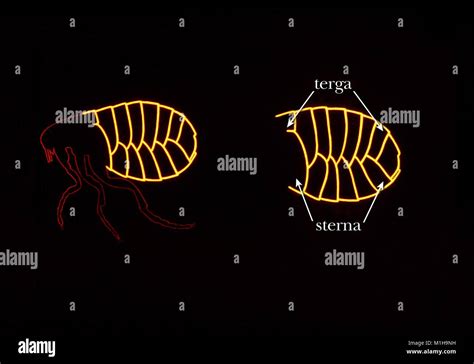 Illustration Of The Abdominal Exoskeletal Segments Of A Flea Used For