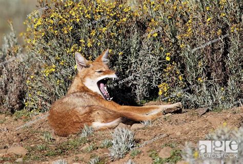 Abyssinian Ethiopian Wolf Simien Jackal Simien Fox Yawning