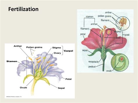 Ppt Angiosperms Vessel Seed Seed Plants That Produce Flowers