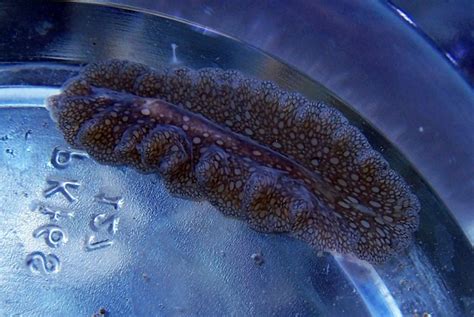 How To Identify Worms In Your Reef Aquarium Extreme Aquatics