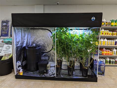 Grow Kings Blog And News 5 Reasons A Grow Tent Is The Best Option For An