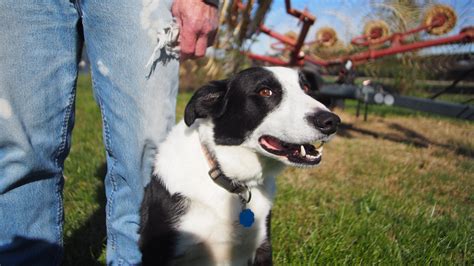 Pharm Dog Provides Trained Dogs To Disabled Farmers Sedalia Democrat