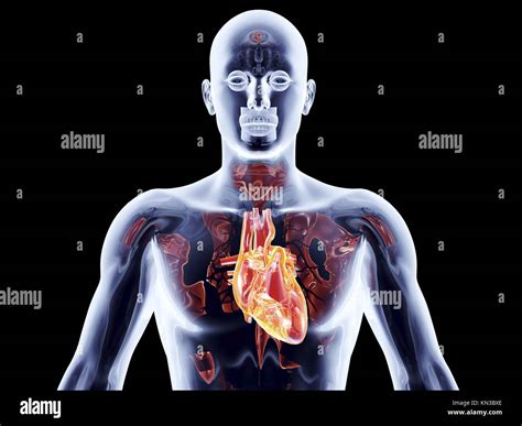 El Corazón Humano 3d Prestados Ilustración Anatómica Fotografía De