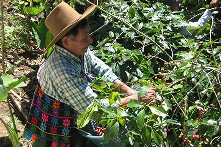 Guatemala antigua java planet guatemala huehuetenango coffee two more volcanoes coffee: Yalu Guatemala Coffee Plantation Tour » Keteka