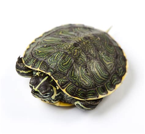 Baby Yellow Belly Slider Turtle For Sale Shop Here