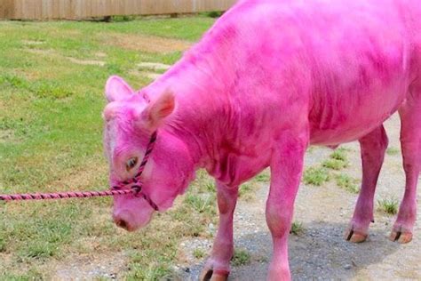 ♥︎p R I N C E S S♥︎ Pink Cow Pretty Animals Pink Animals
