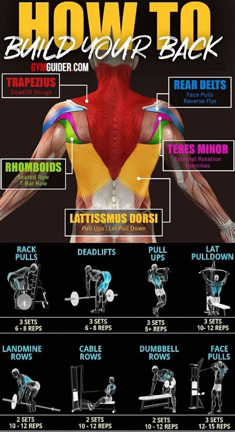 Workout Back Muscles Chart Back Exercises Kaiser Back Exercises