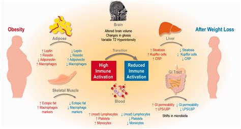 The Immune Remodel Weight Loss Mediated Inflammatory Changes To