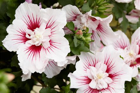Hibiscus Syriacus ‘rose Of Sharon’ 50 Seeds Ph