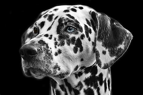 Free Images Black And White Animal Pet Fur Snout Vertebrate