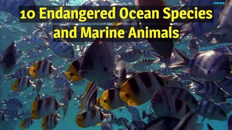 Endangered Ocean Species And Marine Animals Youtube