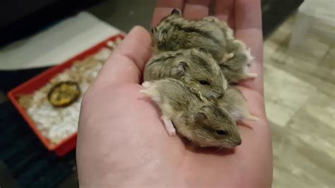 Dwarf Hamster Babies Growing Up Day 1 30 Youtube
