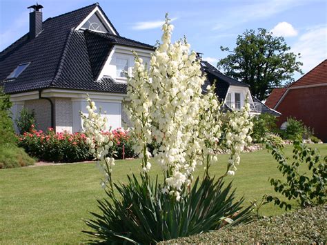 Meine garten yucca ( palmlilie ) hatte nach ein paar jahren 4. Palmlilie (Yucca filamentosa) - Schönste Stauden ...