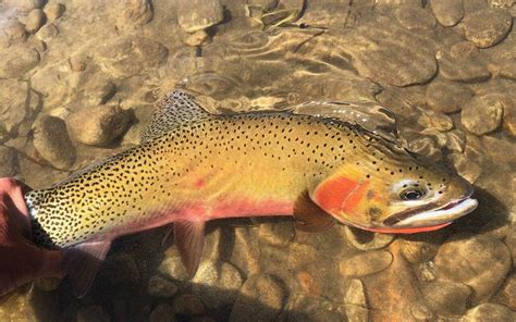Cutthroat Trout Western Montana Fish Species The Missoulian Angler