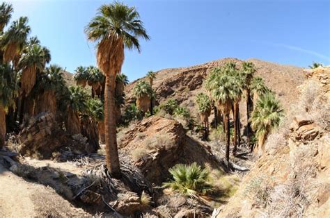 Palm Canyon Hiking Trail In Palm Springs Go Hike It
