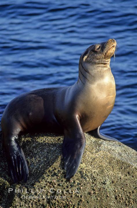 California Sea Lion Zalophus Californianus Monterey 01924