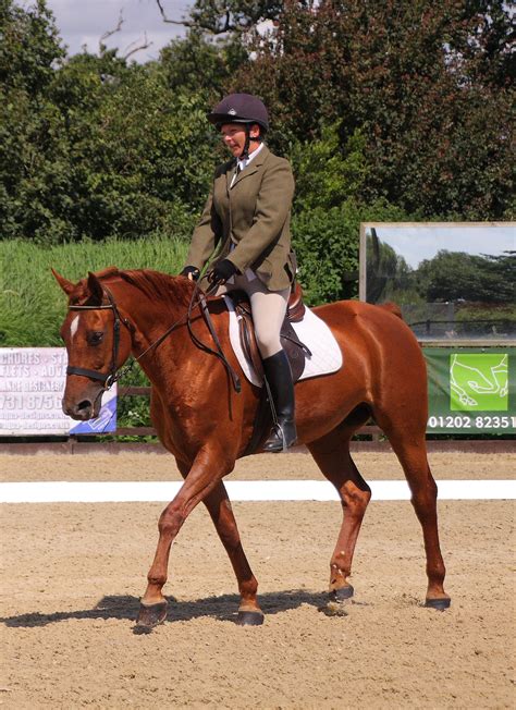 Dressage riders are technicians in search of perfection. Dressage - Parley Equestrian Centre