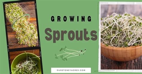 Growing Sprouts In Six Easy Steps Our Stoney Acres