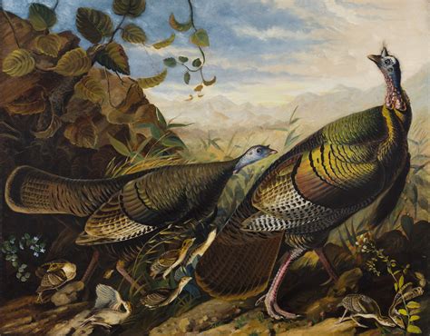Giving Thanks With John James Audubons Beloved Turkeys