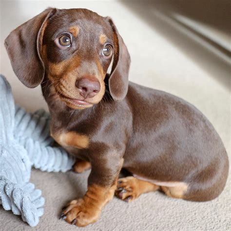 Cute Doxie Puppy 😍 Daschund Puppies Baby Dogs Dachshund Puppy Miniature