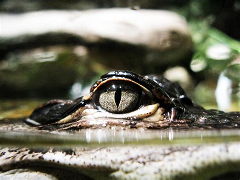 Alligator Eye Photograph By Randi Kuhne Fine Art America