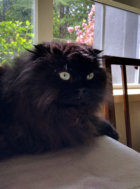 Our delightful doll face persian kittens are very much sought after, and we maintain a short waiting list for those interested in purchasing a kitten. Doll Face Persian Kittens Testimonials - The Hanley ...