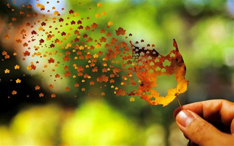 Leaves Fall Depth Of Field Nature Photo Manipulation Flying