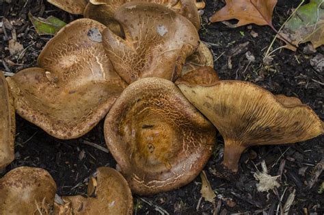Pacific Northwest Mushroom Season All Mushroom Info