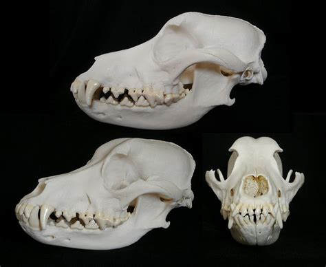 Realistic Dog Canine Skull Model Resin Skeleton Head Medical Teaching