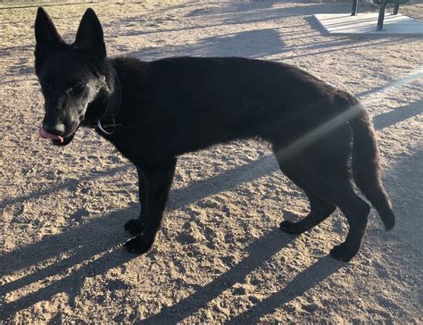 Akc Solid Black German Shepherd Young Female For Sale In Usa