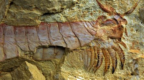 500 Million Year Old Sea Creature Found Fox News