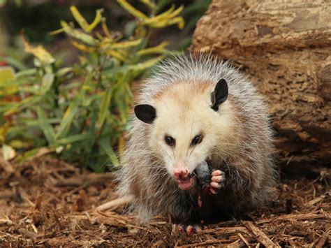 Opossum Control And Removal Services Cartersville Ga Total Animal