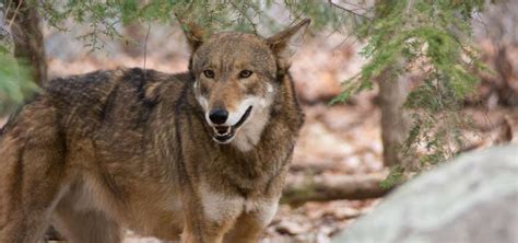 Red Wolf North Carolina Zoo