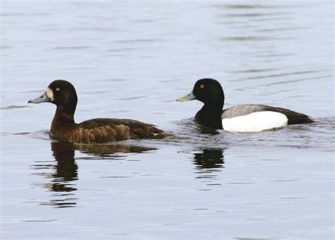 Greater Scaup Duck Breeder Pair For Sale