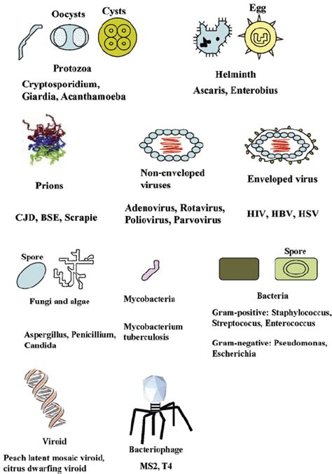 Features Of Pathogens There Are Various Types Of Pathogens Including