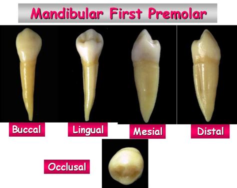 Human Premolar