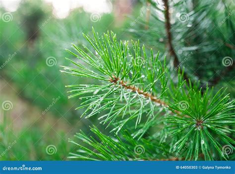Green Pine Branch Close Up Stock Image Image Of Ecology 64050303