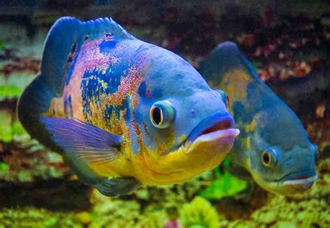 African Cichlids Breeds