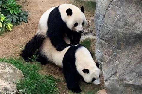 Two Pandas Finally Mate Successfully Thanks To Covid 19